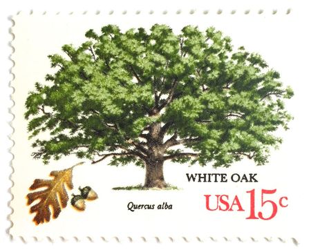 100 Vintage Oak Tree Stamps Unused RARE Vintage White Oak Forest Postage Stamps For Mailing